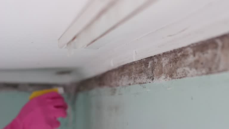 Best Commercial Mold Inspection  in Cambridge, OH